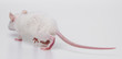 white rat back side - walking