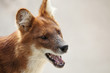 Portrait of an australian dog, a dingo