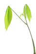 Foto: Seedling Seedling