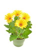 Flower gerbera daisy  in pot.