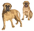 Two images of mastiff