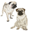 Two pictures of a white pug