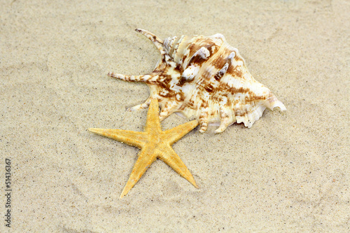 Photo: sable et coquillage sable et coquillage