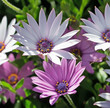 white and purple daisies