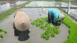 Bali two farmers working on rice field outdoor