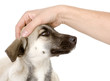 male hand patting dog head. isolated on white