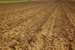 Soil