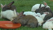 Rabbits on the farm
