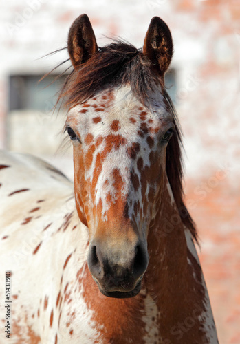 Photo: Spotted horse head shot Spotted horse head shot