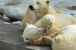 Photo: Polar bears family sleeping Polar bears family sleeping