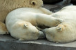 Photo: Polar bears family sleeping Polar bears family sleeping