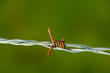 Barbed wire