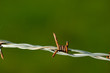 Barbed wire