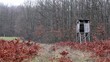 Winter snowfall in the oak  forest