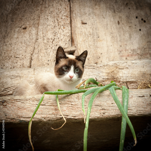 Photo: Rural cat Rural cat