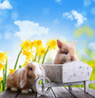 kaninchen natur