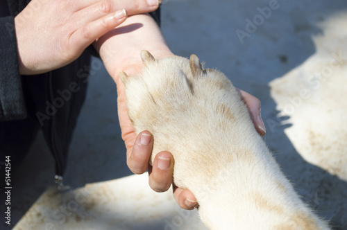 Photo: woman with her hand stroking his blond dog woman with her hand stroking his blond dog