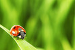 ladybug on grass