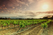 Photo: Orange Sky over Green Vineyard Orange Sky over Green Vineyard