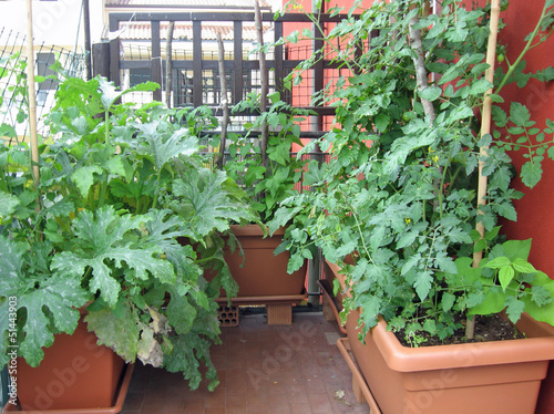 Photo: terrace garden with potted tomato plants terrace garden with potted tomato plants