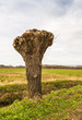 One pollarded willow at the ditch side