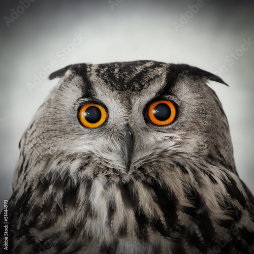 Photo: staring owl staring owl