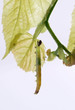 Moth caterpillar on a leaf