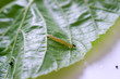 Moth caterpillar on a leaf