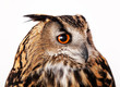 owl looking away