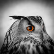 wise owl