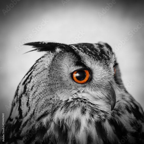 Photo: wise owl wise owl