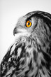 bird of prey