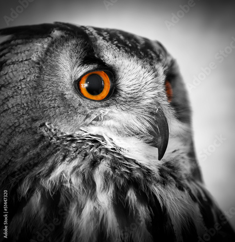 Photo: wise old owl wise old owl