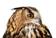 eagle owl on white