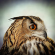 eagle owl