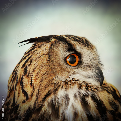 Photo: eagle owl eagle owl
