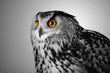 eagle owl watching