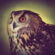 owl vision