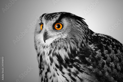 Photo: eagle owl watching eagle owl watching