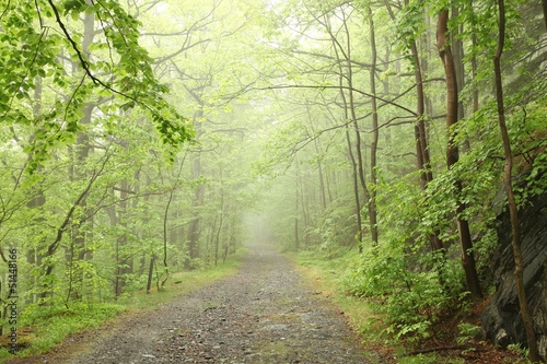 Photo: Forest trail surrounded by fresh spring vegetation Forest trail surrounded by fresh spring vegetation