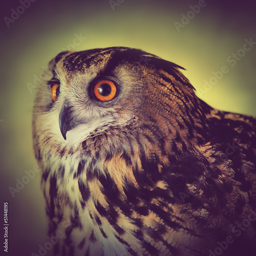 Photo: owl vision owl vision