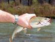 Photo: trota trota