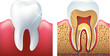 shiny tooth and cutaway photo-realistic vector