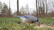 Blue jay feeds. Ontario.