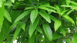 Rain on green leaf