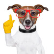 smart school dog