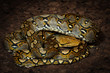 Tigerpython