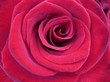 Blühende Rose