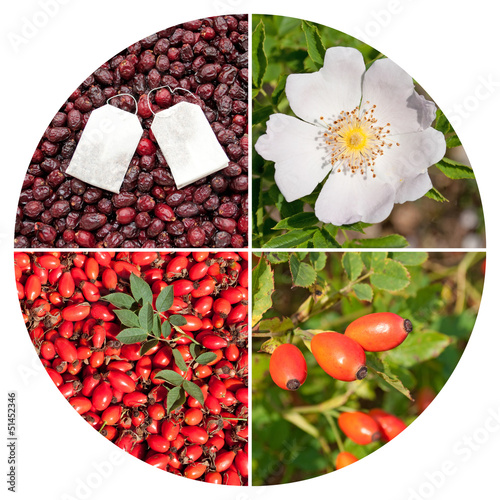 Photo: Hagebutten - Rosa canina Hagebutten - Rosa canina