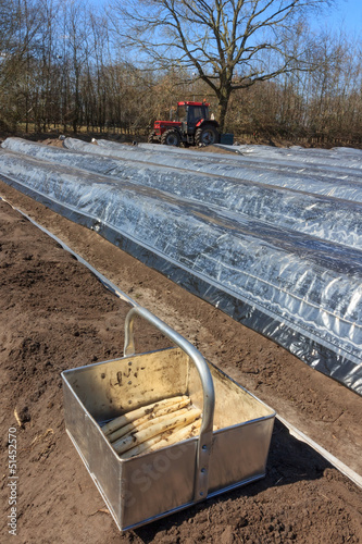Photo: The first asparagus production of asparagus beds The first asparagus production of asparagus beds